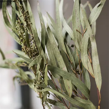 10 Stilke Eucalyptus Grene Slanke Blade Naturlige Tørrede Blomster Decor Ingen Vase